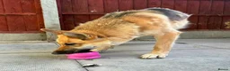 Saarloos Wolfdog dogs for sale: Stunning Low Content Wolfdog  - Advert 8