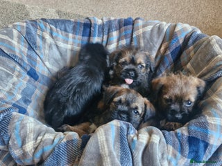 Border Terrier dogs Adorable border terrier pups - Advert 1