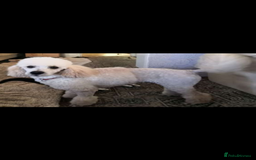 Miniature Poodle dogs for sale: Miniature poodle  - Image 20
