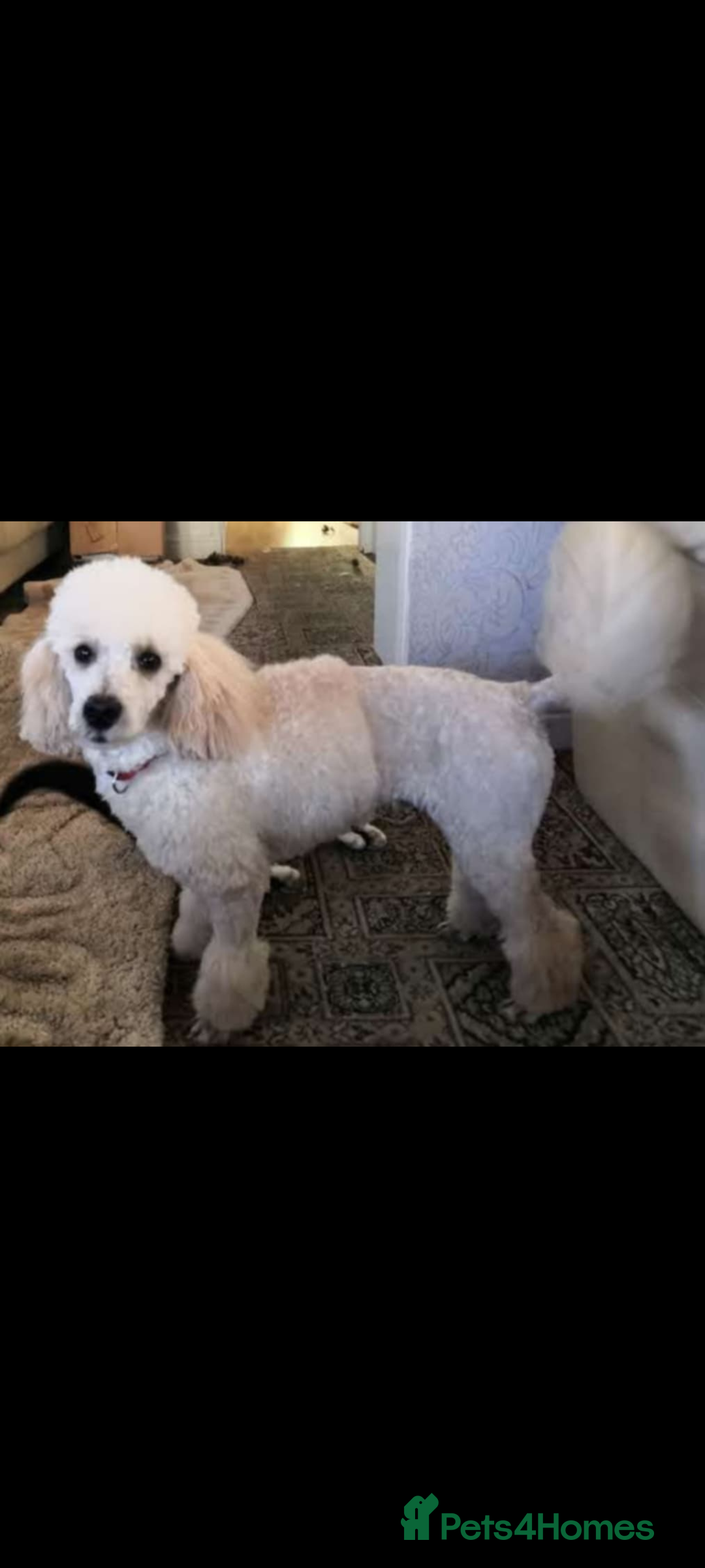 Miniature Poodle dogs for sale: Miniature poodle  - Image 20
