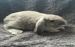 Mini Lop rabbits for sale: 2 female lop bunnies  - Image 5