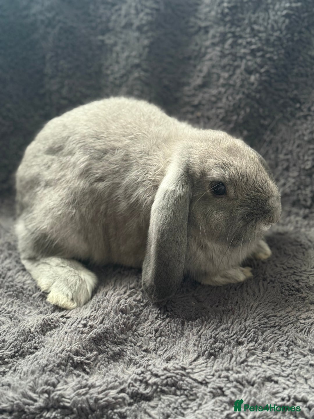 Mini Lop rabbits for sale: 2 female lop bunnies  - Image 5