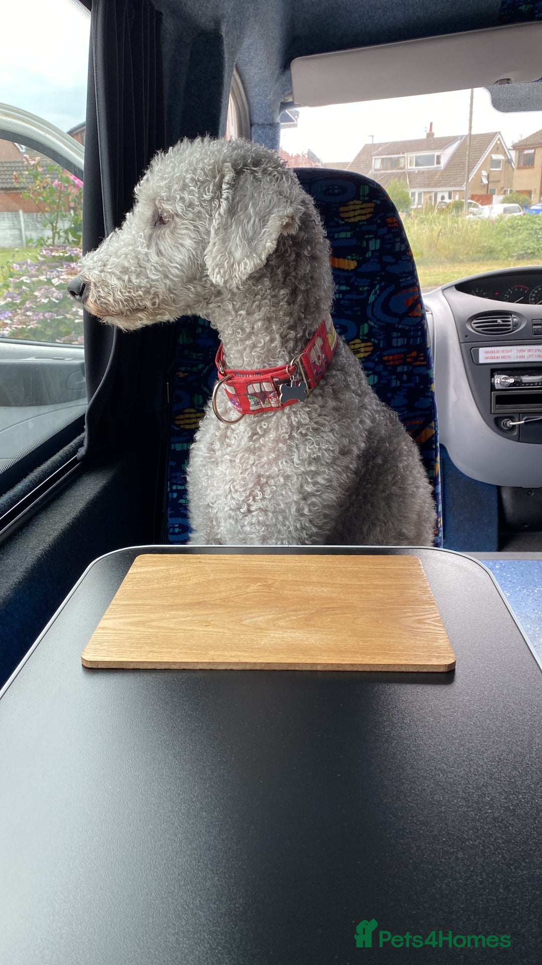 Mixed Breed dogs for sale: Beautiful Bedlington/Greyhound Cross  - Advert 17