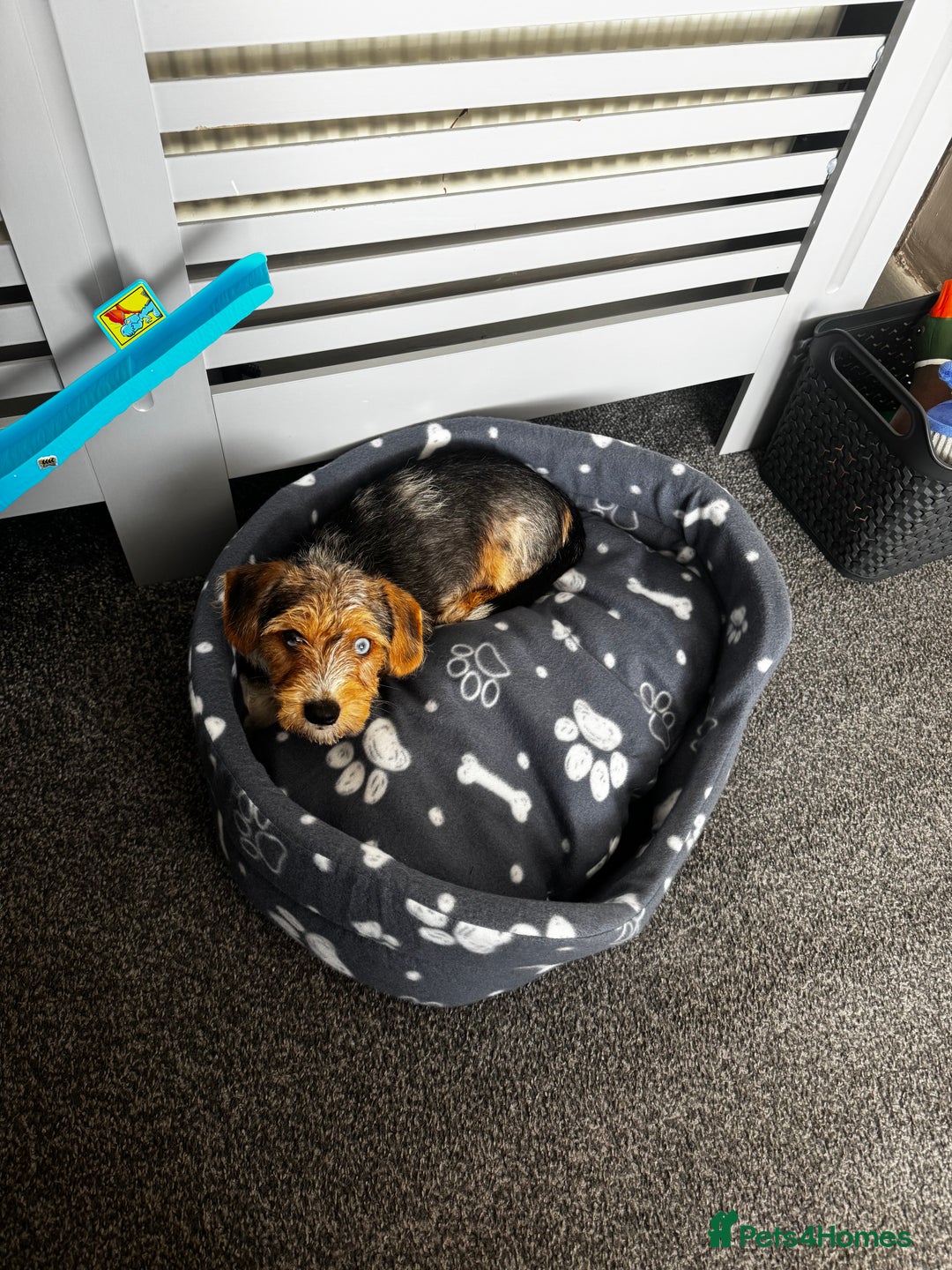 Mixed Breed dogs for sale: Bruno yorkie cross sausage dog  - Image 5