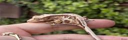 Gecko reptiles for sale: Various crested geckos - Advert 8
