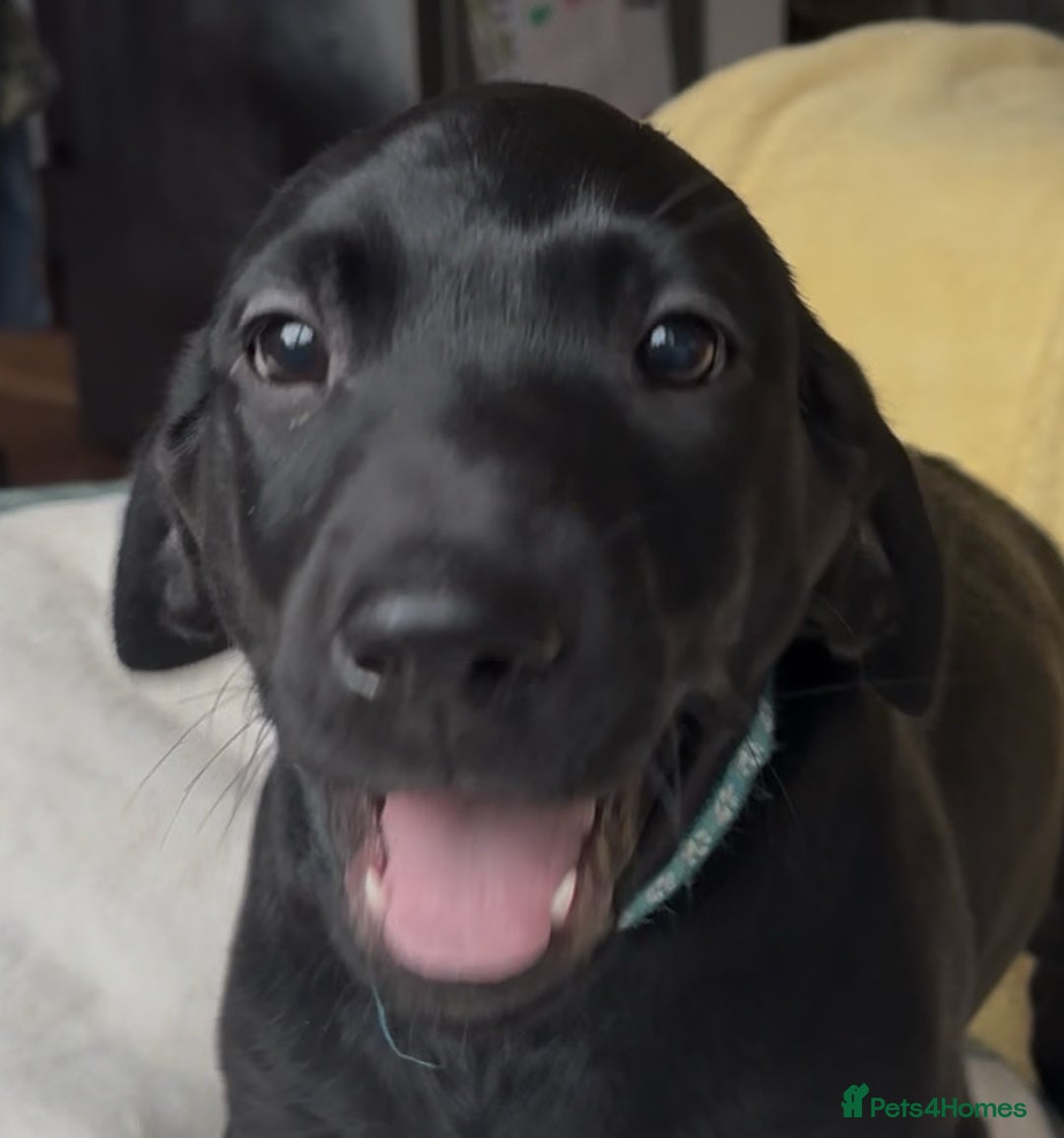 Labrador Retriever dogs for sale: KC Fully Health Tested Outstanding Working Line - Advert 20