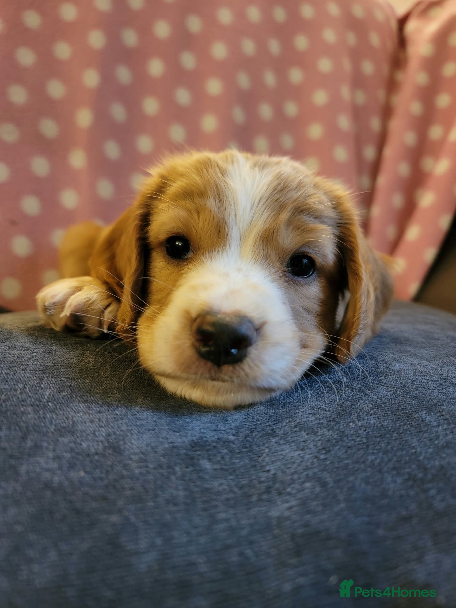Cocker Spaniel dogs for sale: Beautiful pedigree Cocker Spaniel puppies.  - Advert 2