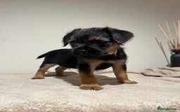 Border Terrier dogs for sale: Border Terrier Puppies - Image 5