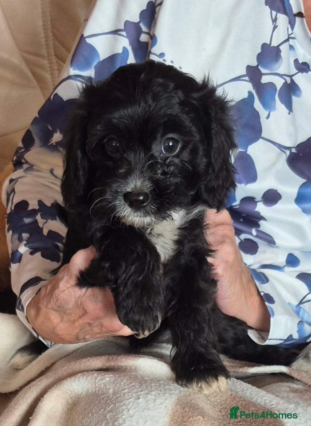 Cavapoo dogs for sale: Beautiful Cavapoo Puppies  - Image 4