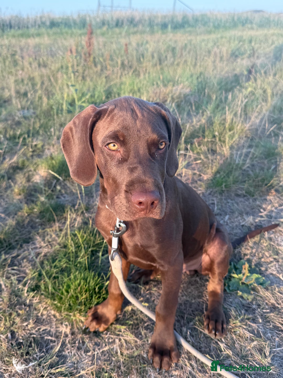 Mixed Breed dogs for sale: Vizsla cross cane corso  - Image 2