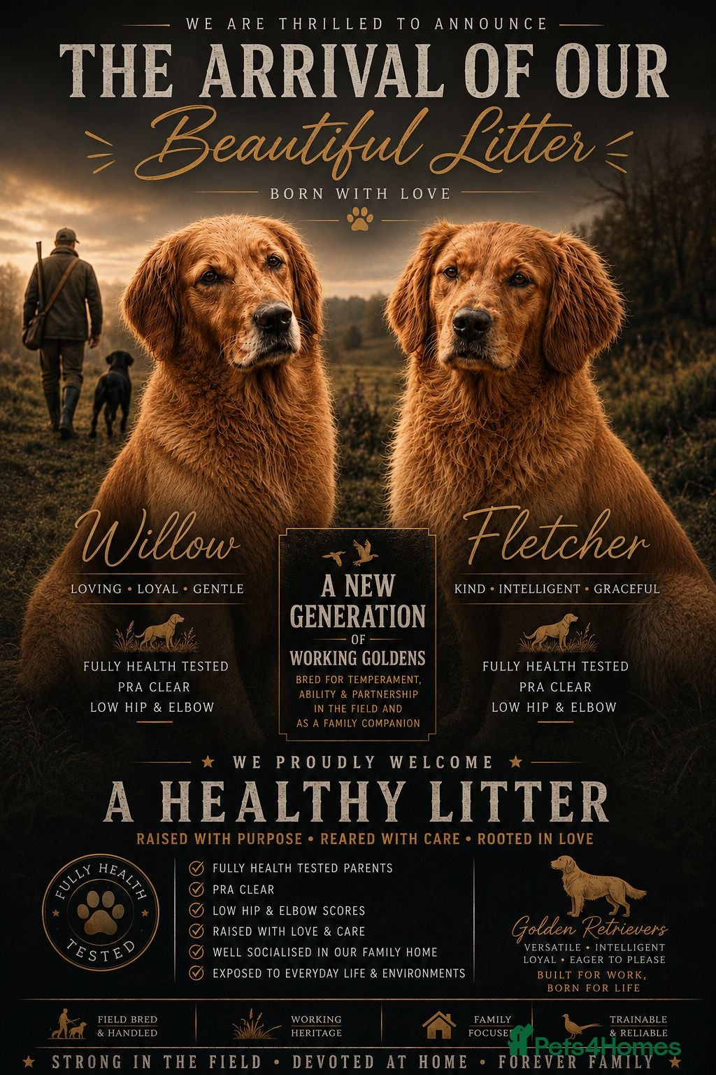 Golden Retriever dogs KC FOX RED GOLDEN RETRIVERS - Advert 5