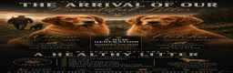 Golden Retriever dogs for sale: KC FOX RED GOLDEN RETRIVERS - Advert 1