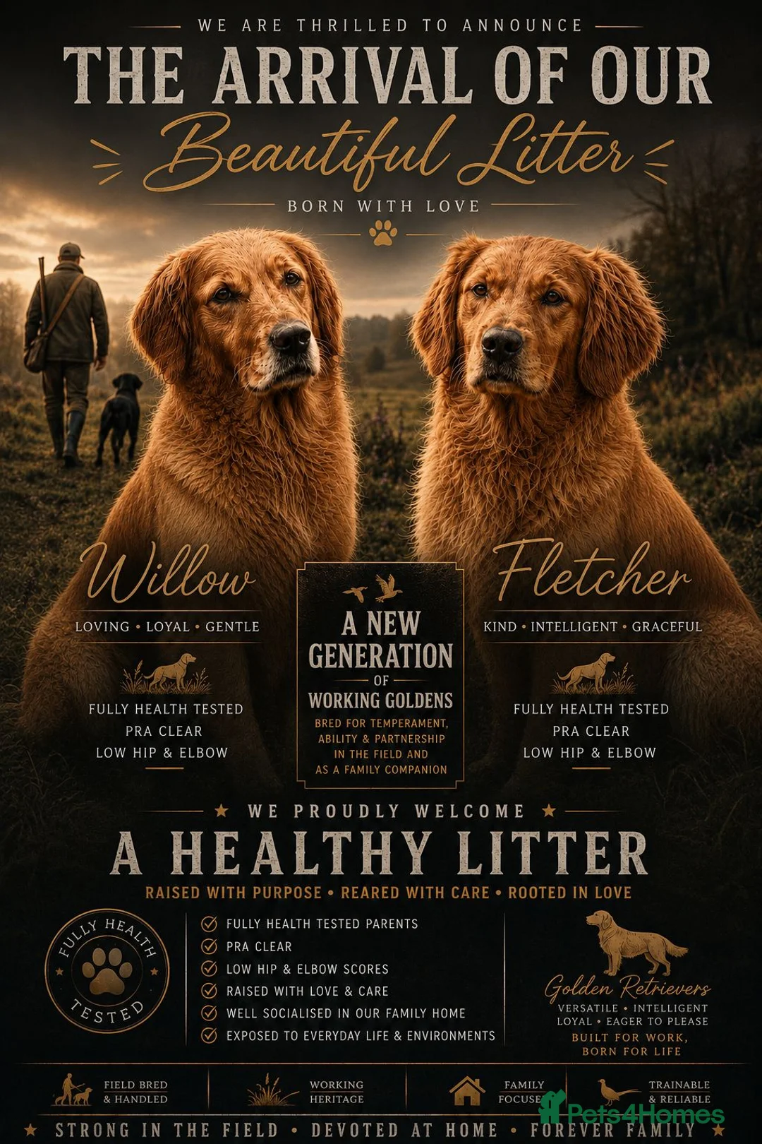 Golden Retriever dogs for sale: KC FOX RED GOLDEN RETRIVERS - Advert 1