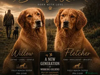 Golden Retriever dogs Royal Kennel club GOLDEN RETRIEVERS - Advert 4