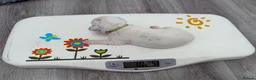 Dalmatian dogs for sale: KC Show Quality Rare LUA Dalmatian Puppies - Advert 14