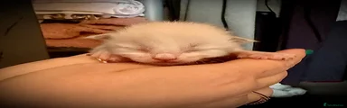 Ragdoll Kitten 1