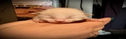 Ragdoll cats for sale: VIEWING WELCOME 5 Ragdoll kittens 2 RESERVED - Advert 8