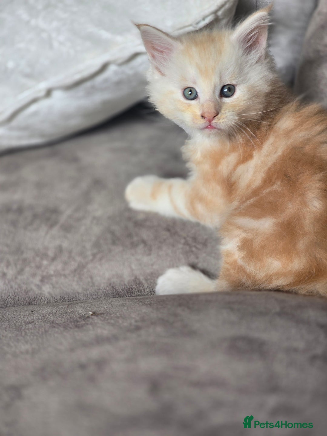 Maine Coon cats for sale: TICA Pedigree Maine Coon Kittens  - Image 24