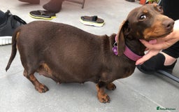 Miniature Dachshund dogs for sale: Ready Now - Smooth Mini Dachshund Girls - Image 9