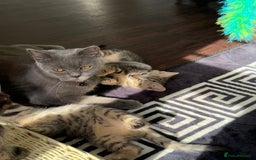 British Shorthair cats for sale: Kitten  - Image 12