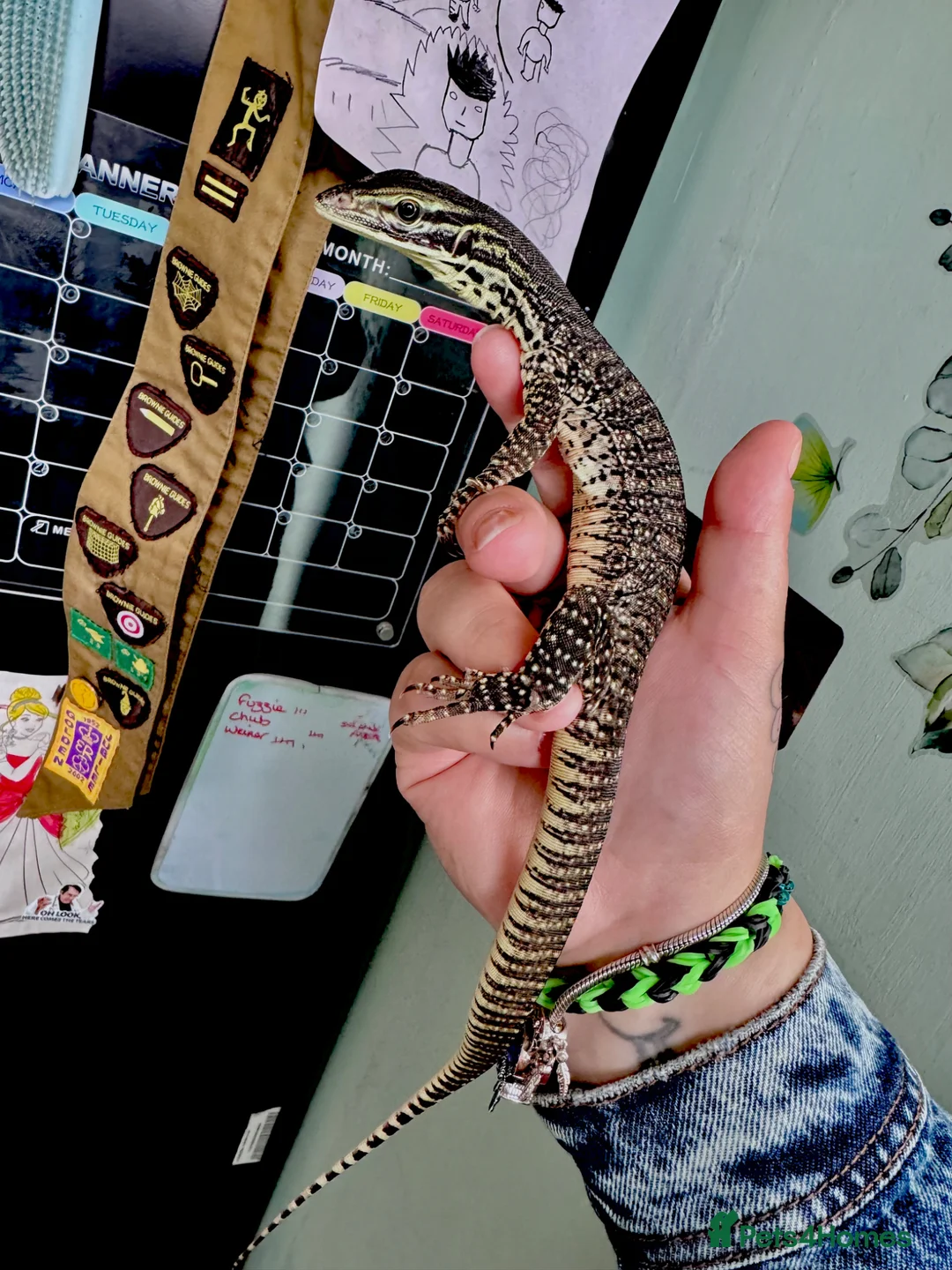 Monitor reptiles for sale: Young Argus Monitor  - Advert 1