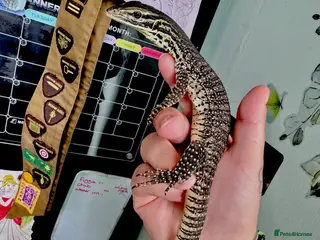 Monitor reptiles Young Argus Monitor - Advert 1