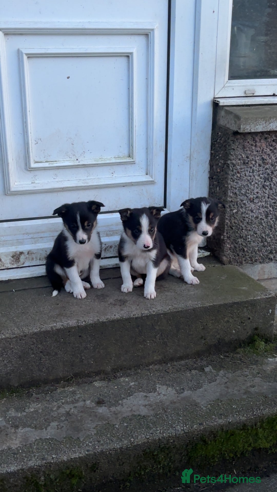 Border Collie dogs for sale: Border collie puppies - Advert 1