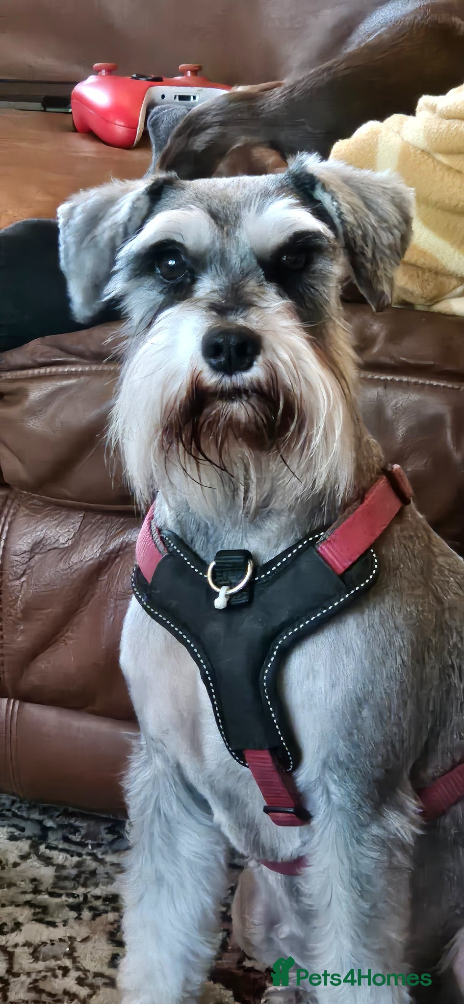 Miniature Schnauzer dogs for sale: Miniature schnauzer female 5years - Advert 1