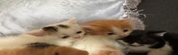 Perdoll cats for sale: Persian x Ragdoll kitten  - Advert 6