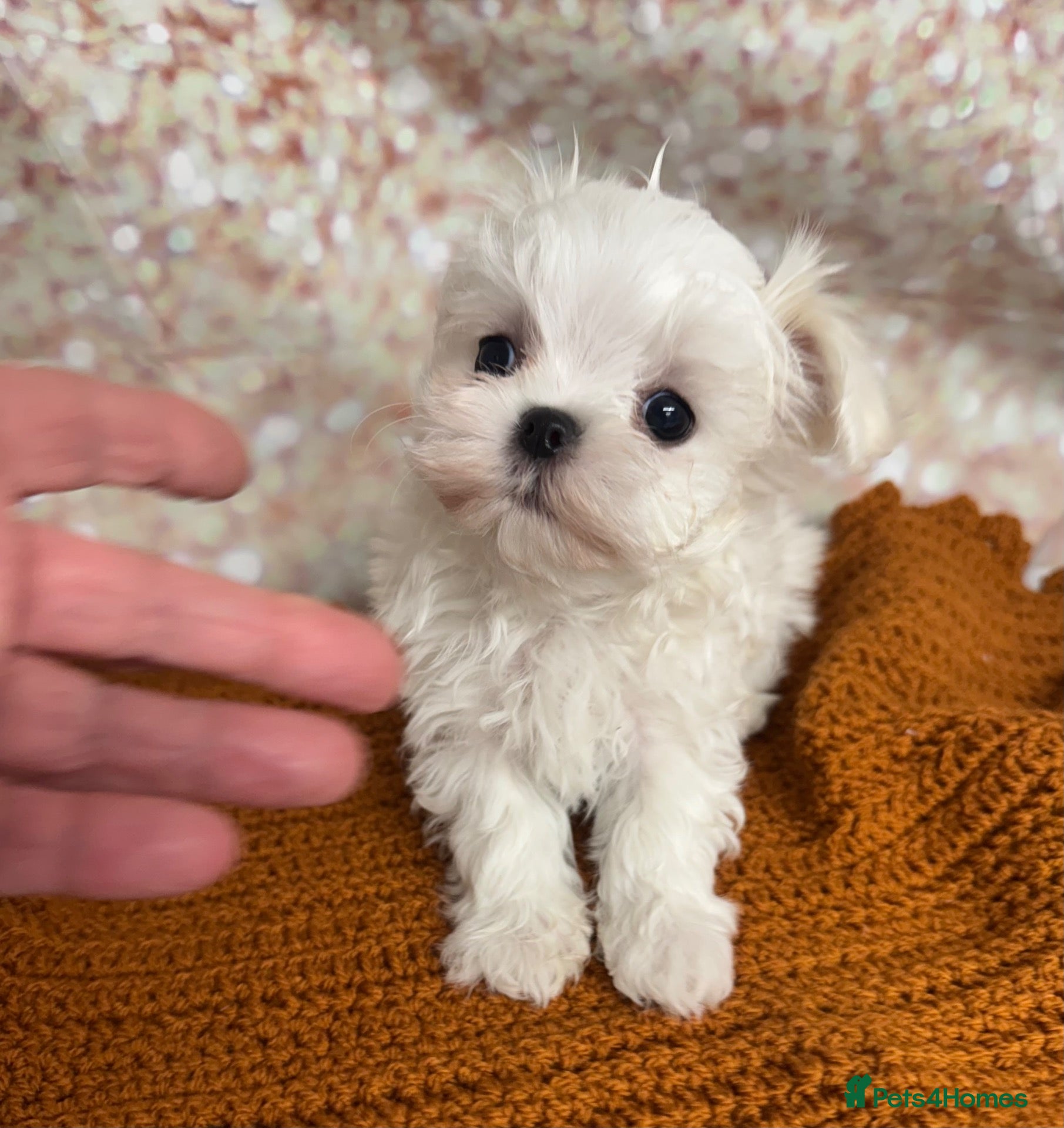 Maltese dogs Korean Maltese bloodlines  - Advert 3