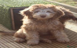 Labradoodle dogs for sale: ✔️The work has been done choose your breeder right - Image 8