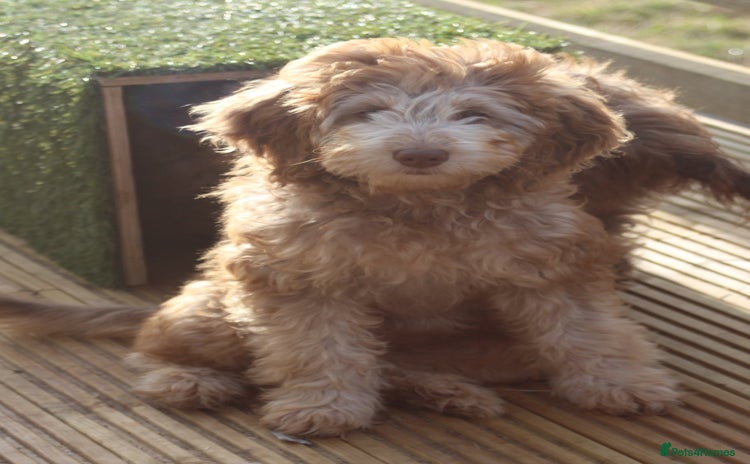 Labradoodle dogs - Advert 4