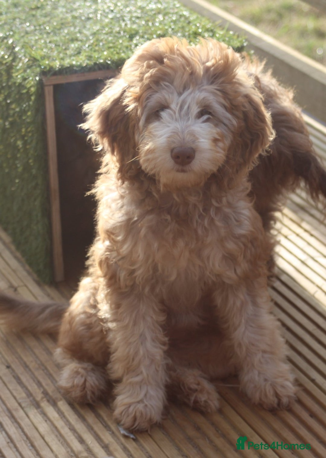 Labradoodle dogs for sale: ✔️The work has been done choose your breeder right - Image 8