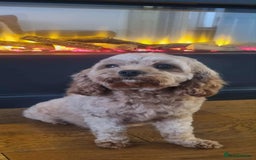 Cavapoo dogs for sale: Beautiful F1b cavapoo 💚💙🩷 - Image 4