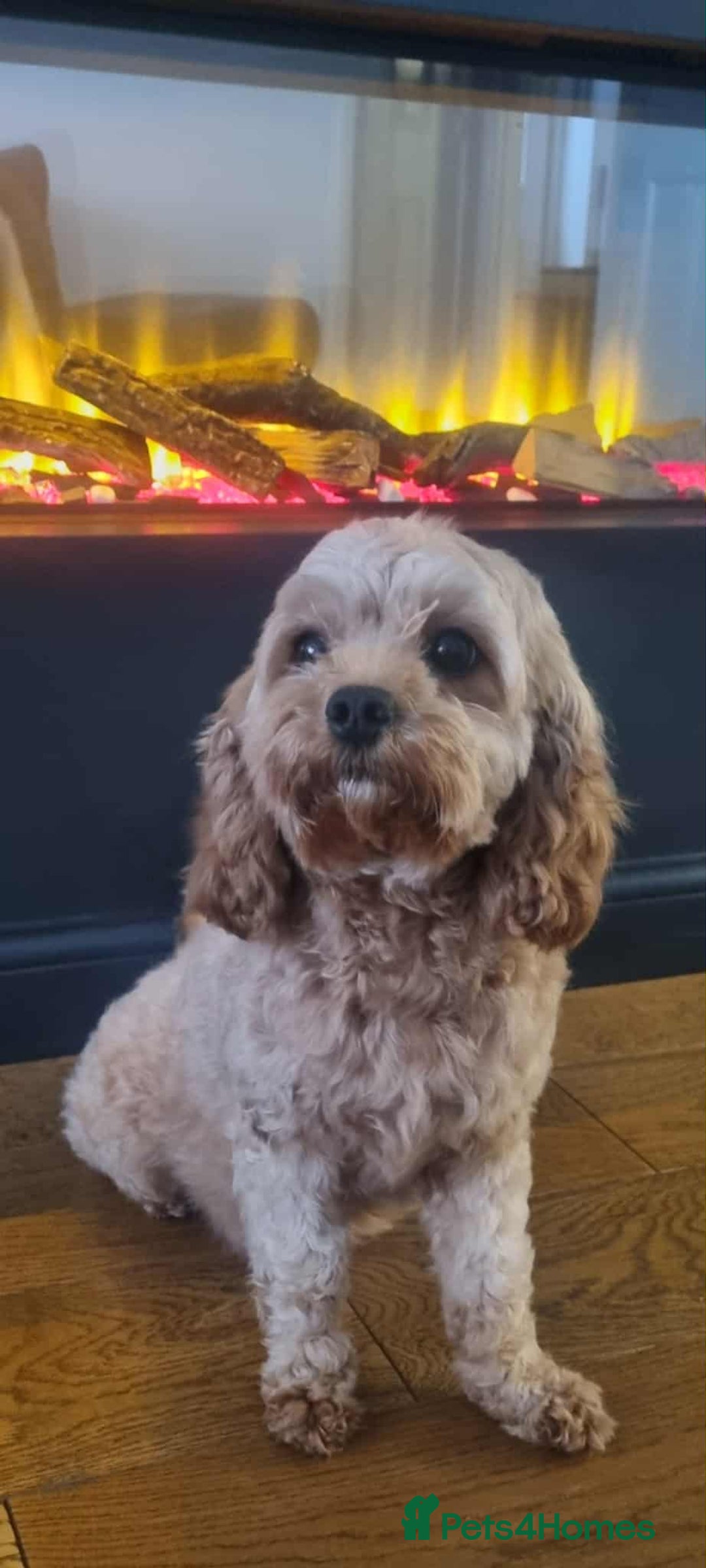 Cavapoo dogs for sale: Beautiful F1b cavapoo 💚💙🩷 - Image 4
