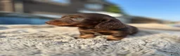 Miniature Dachshund dogs for sale: ✨KC PRA CLEAR miniature longhair dachshund  - Advert 13