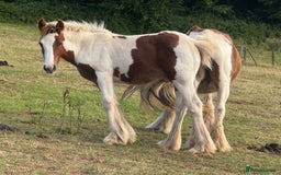 Irish Cob horses for sale: Chunky Chesney - Skewbald Colt  - Image 1