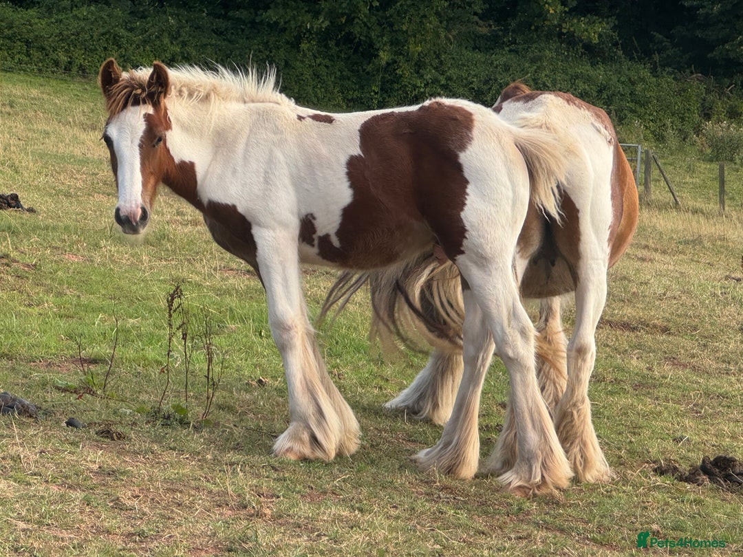 Irish Cob horses for sale: Chunky Chesney - Skewbald Colt  - Image 1