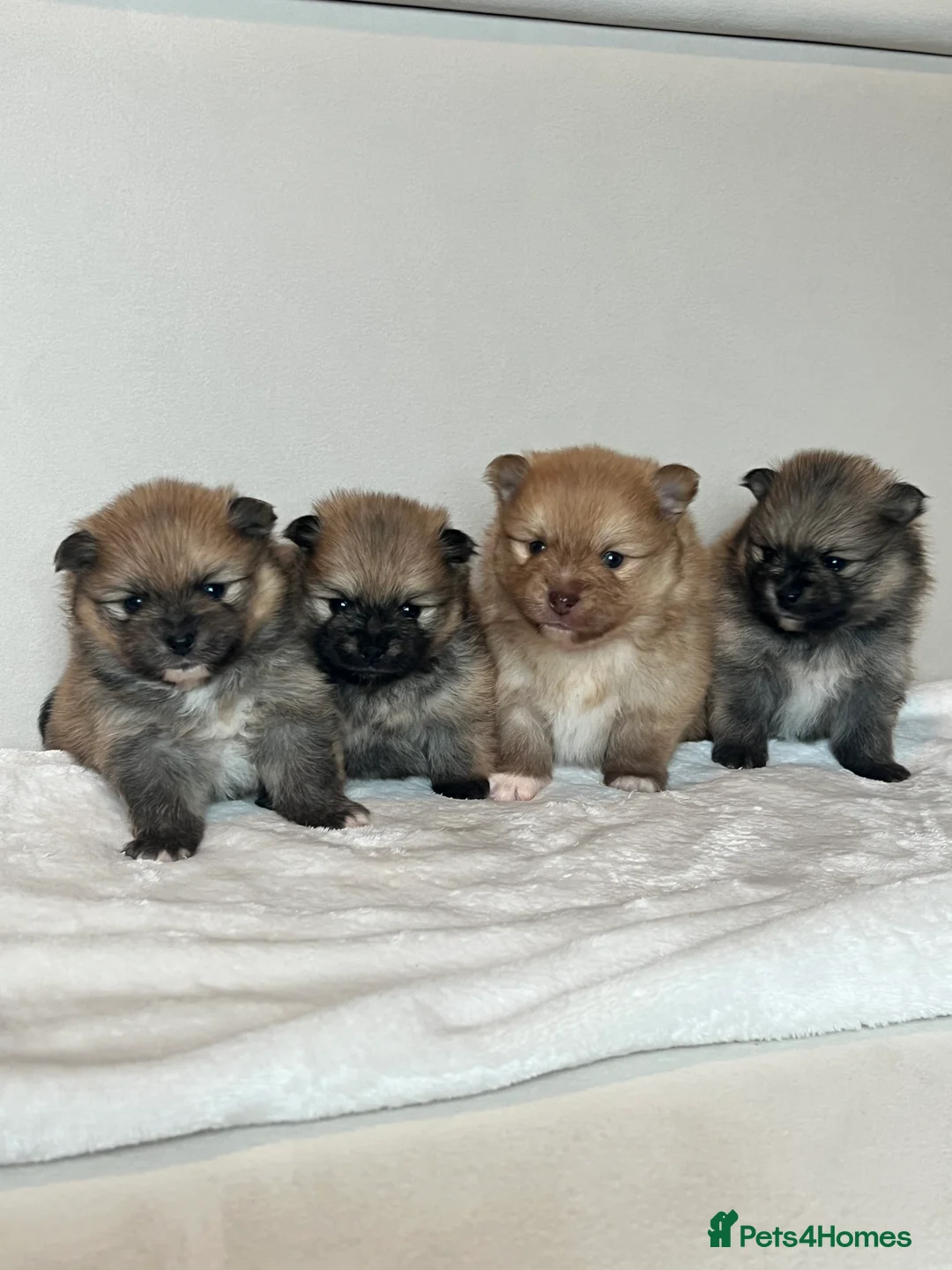 Pomeranian dogs for sale: Teddy bear Pomeranian puppies 🧸 - Advert 11