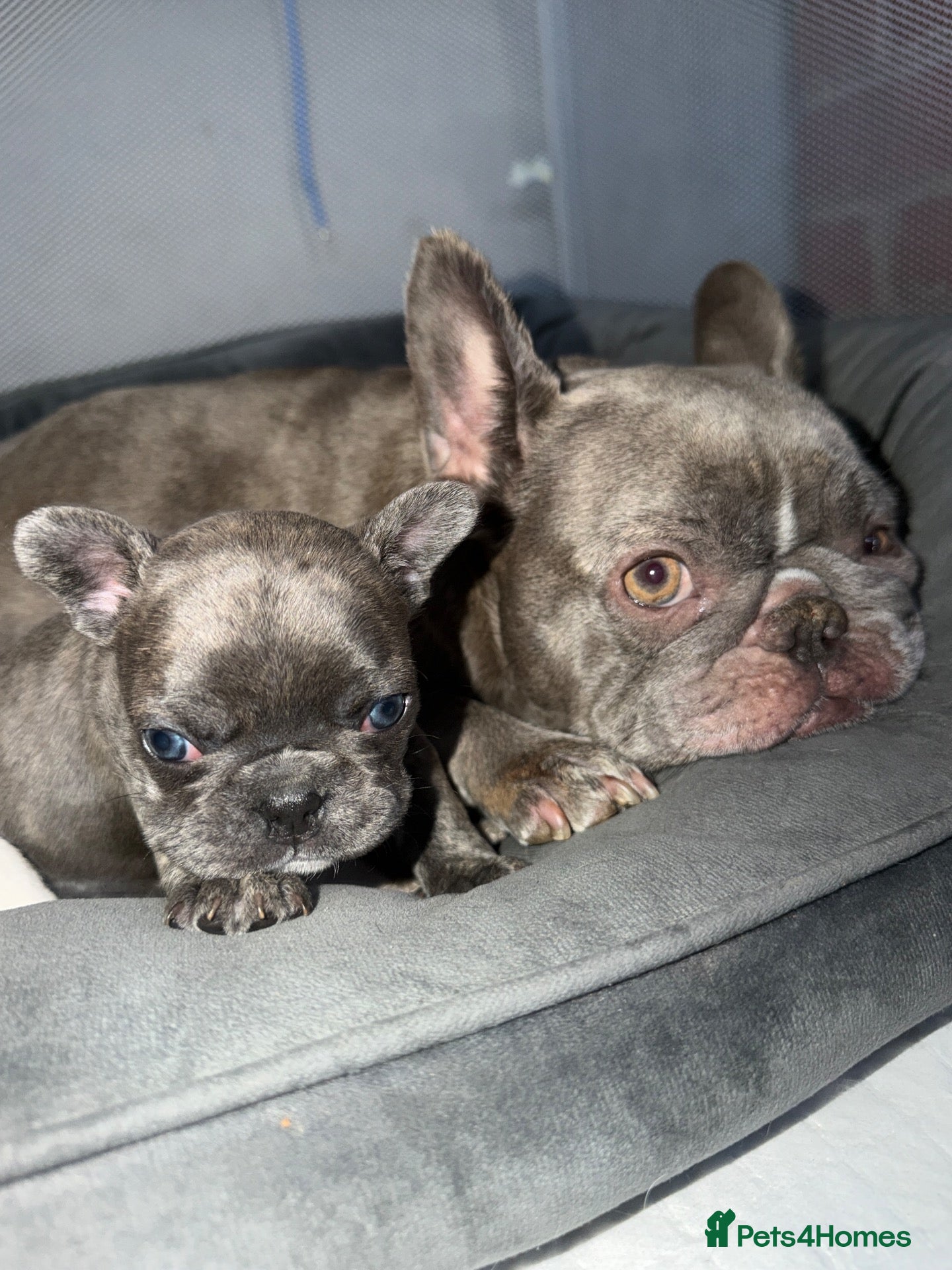 French Bulldog dogs Pedigree French Bulldog Puppies – Home-Raised - Advert 2