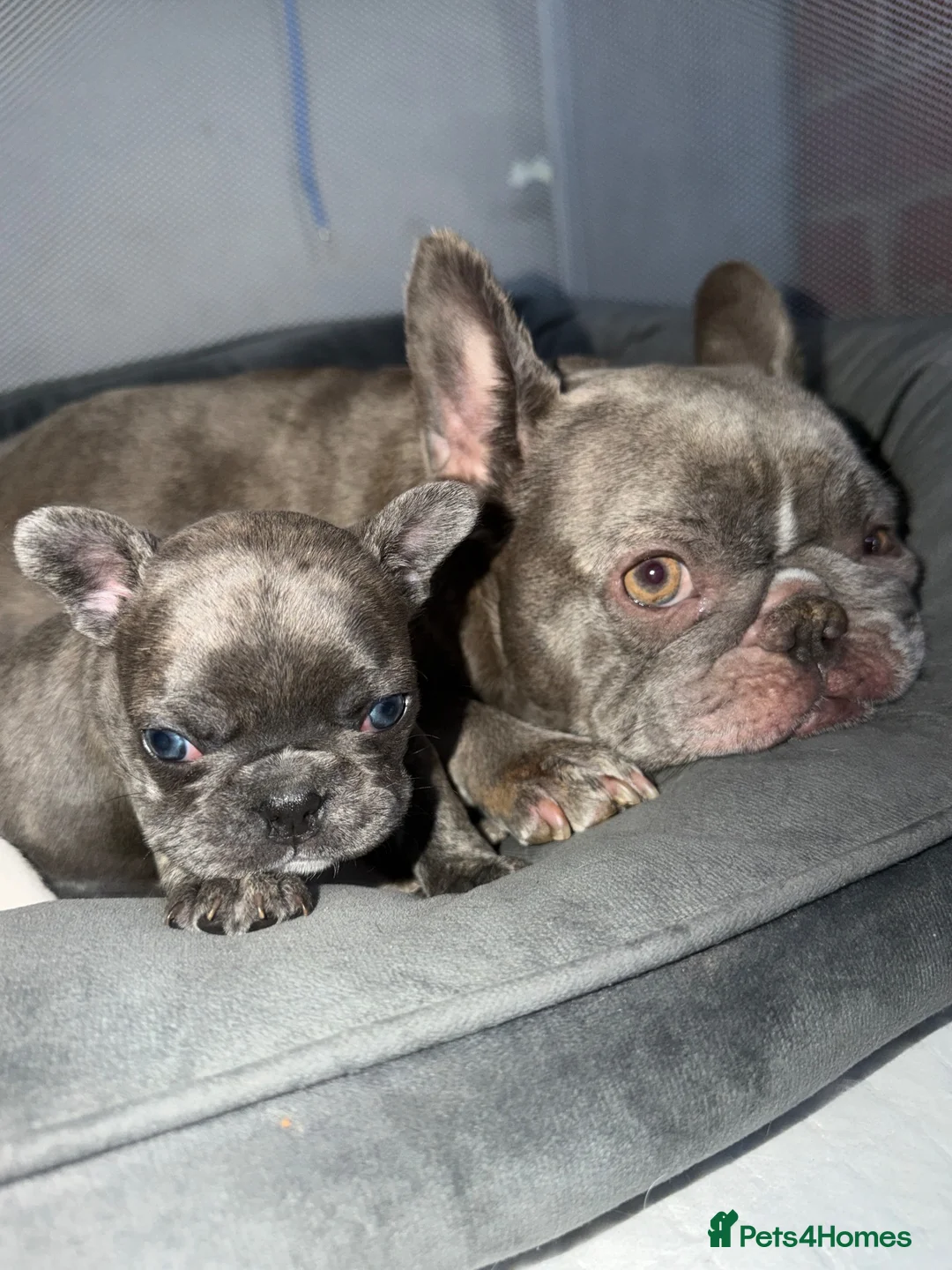 French Bulldog dogs for sale: Pedigree French Bulldog Puppies – Home-Raised - Advert 2