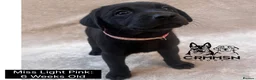 Labrador Retriever dogs for sale: Outstanding, Health Tested, KC Reg, Labrador Pups - Advert 10