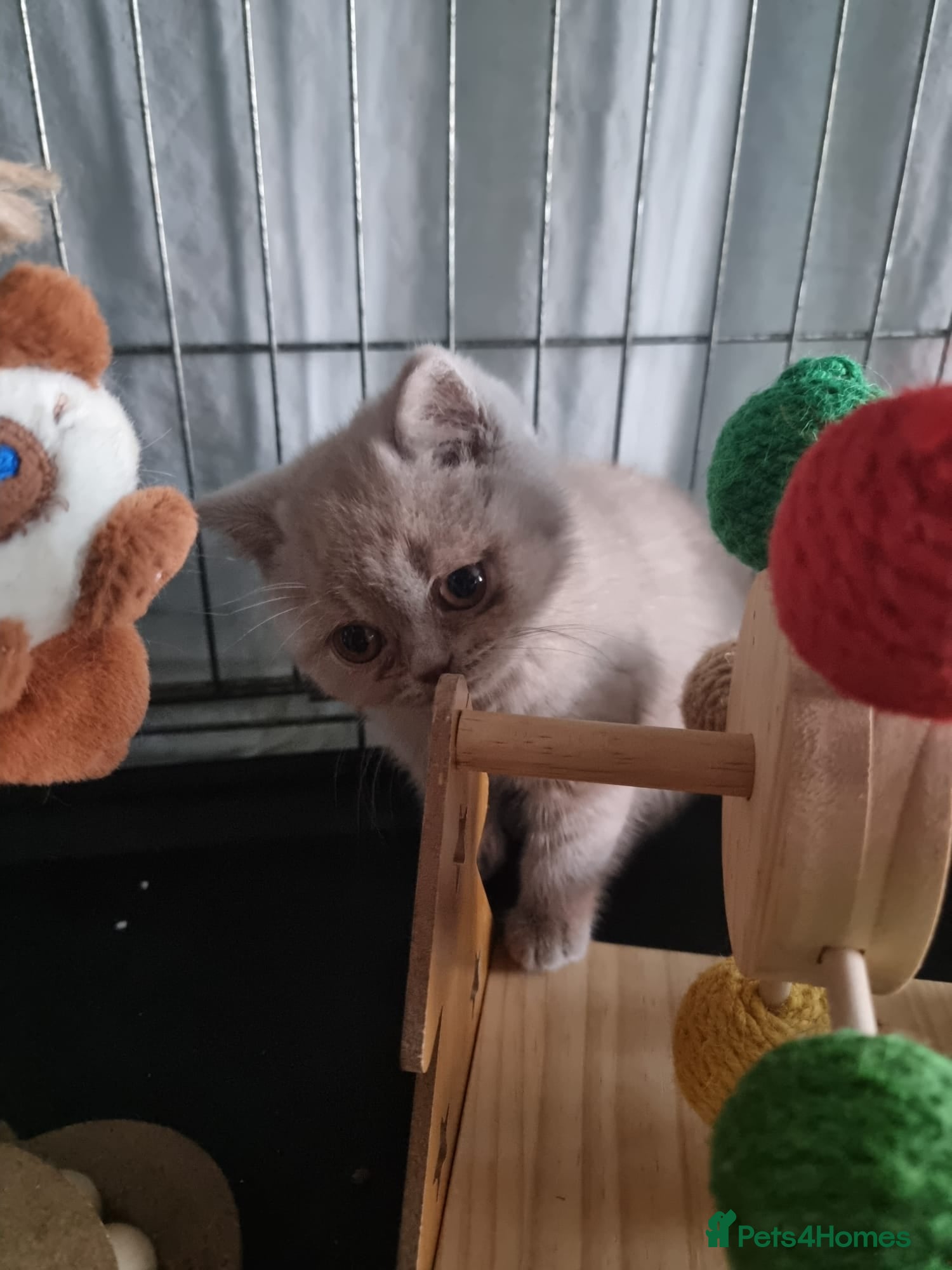 British Shorthair cats British Shorthair Healthy Vaccinated Microchipped  - Advert 2