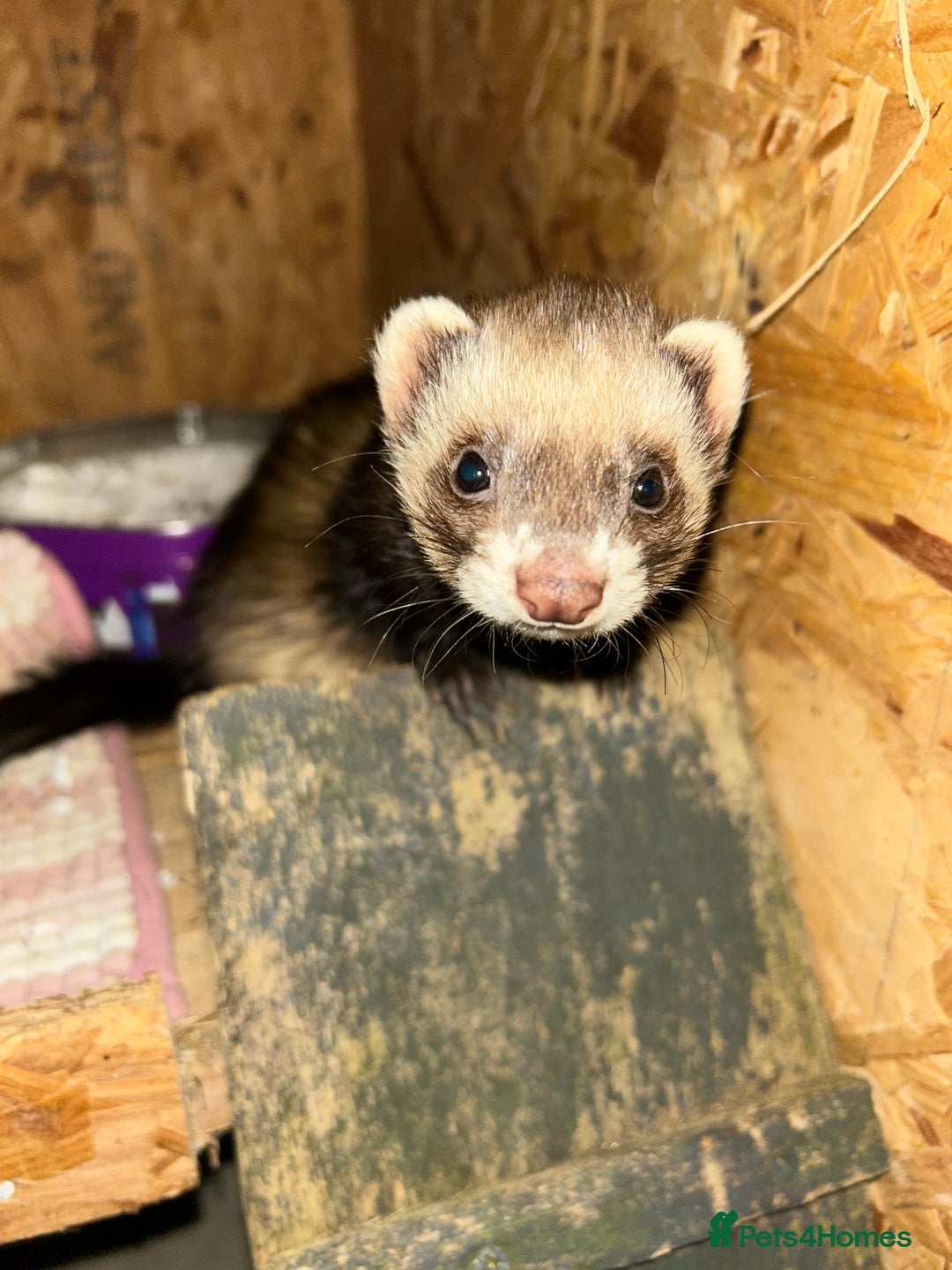 Ferret rodents for sale: Ferret/pole cat  - Advert 1