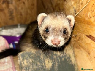 Ferret rodents Ferret/pole cat - Advert 4