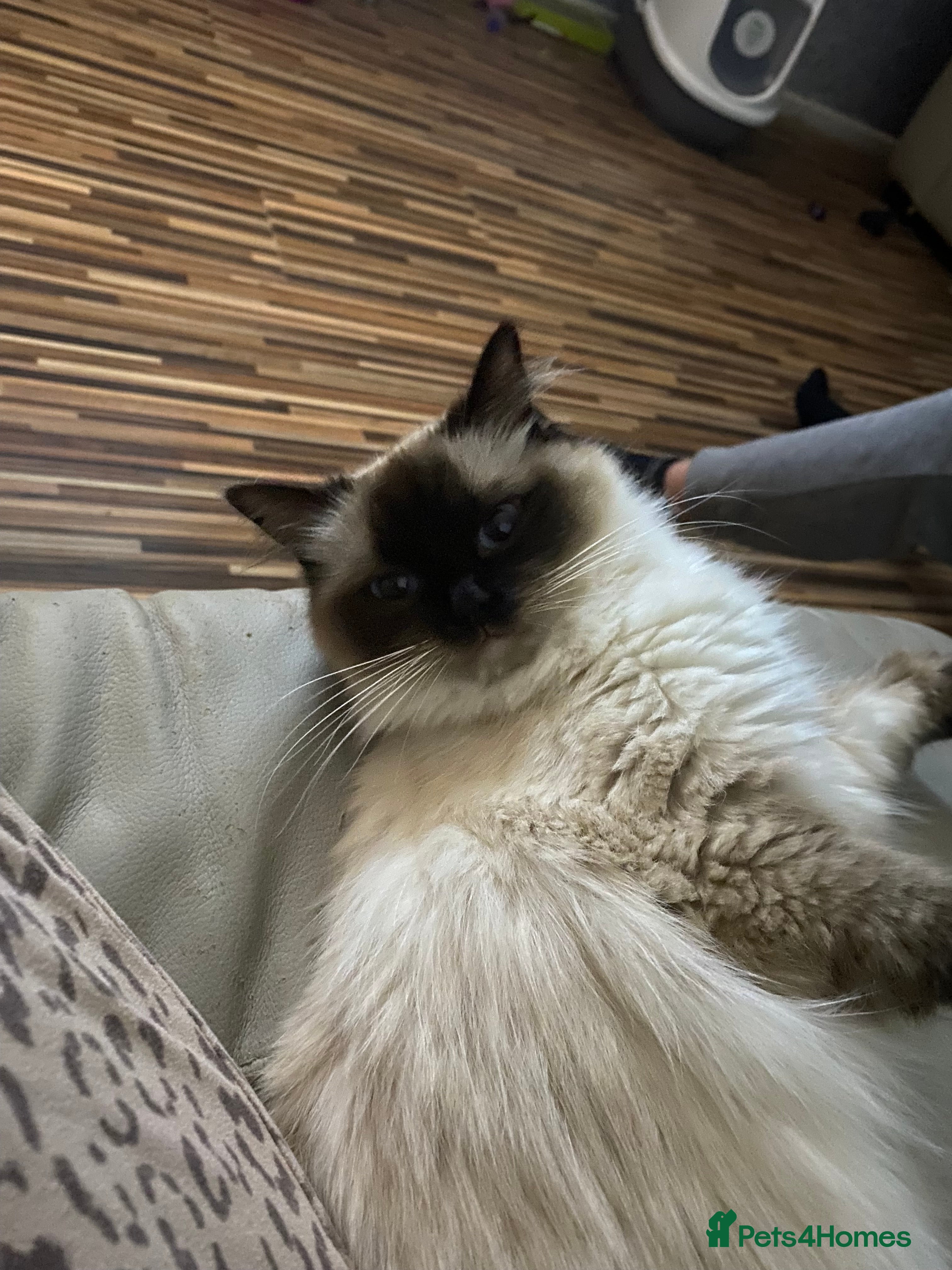 Ragdoll cats Gccf registered ragdoll female  - Advert 1