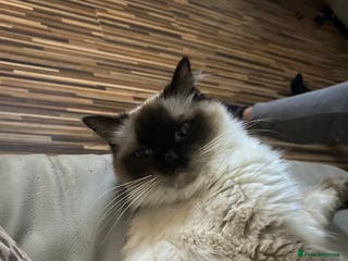 Ragdoll cats Gccf registered ragdoll female - Advert 1