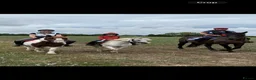Welsh Section A horses for sale: Pony Club Pony - Advert 8