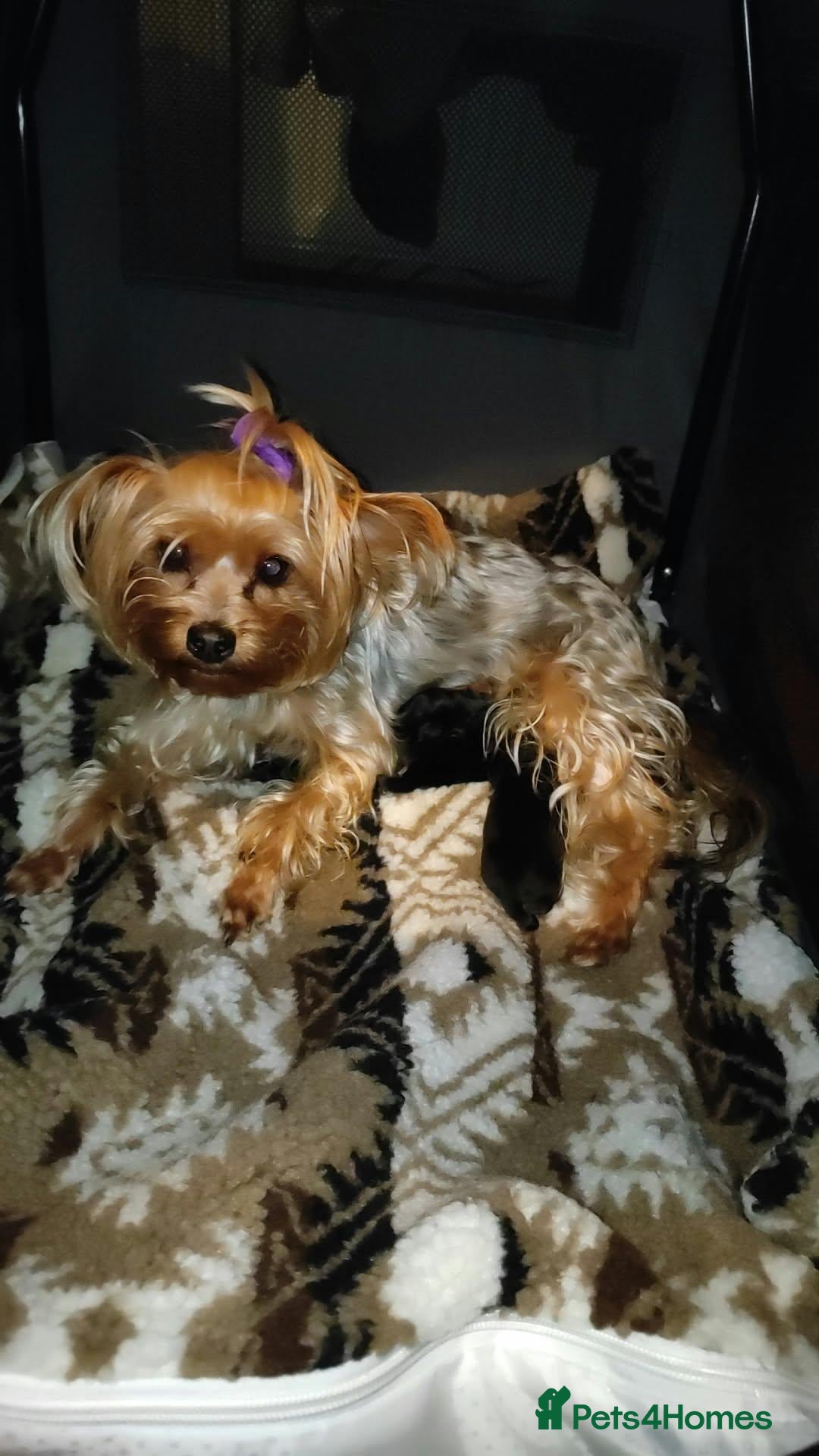 Yorkshire Terrier dogs for sale: Ready to join their new family  - Advert 10