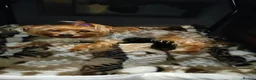 Yorkshire Terrier dogs for sale: Ready to join their new family  in Newtown - Advert 1